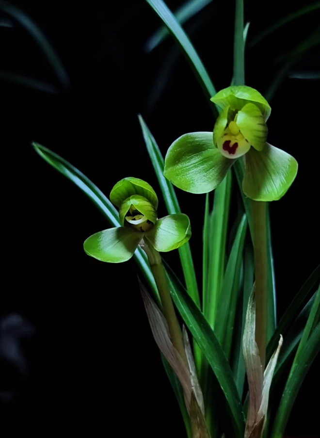 优兰精选——环球荷鼎（老种春兰铭品）花期秋冬，带花苞，易上花苗