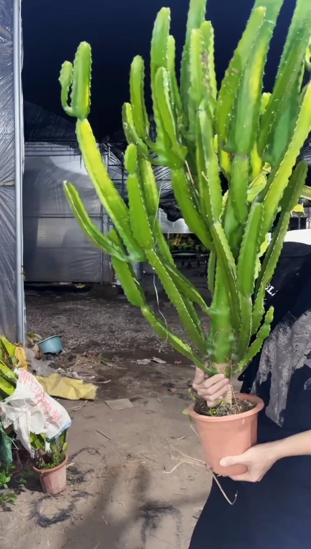 【闪购商品】巨无霸 三角大戟