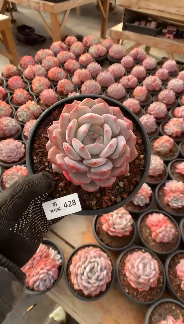 428星橙多肉植物一物一拍