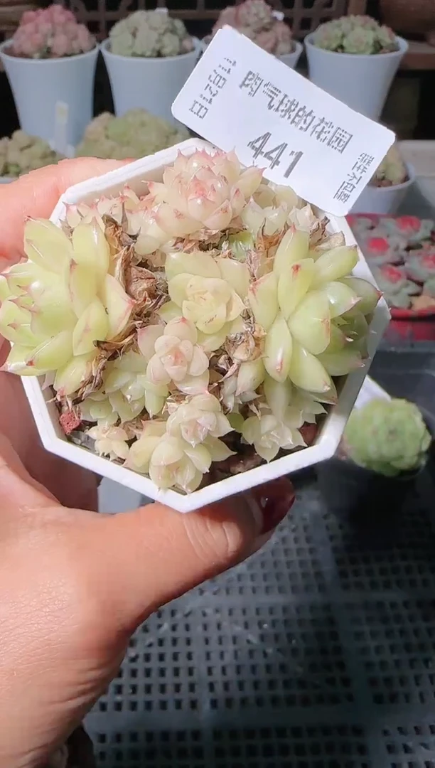 1121-441群生不包整