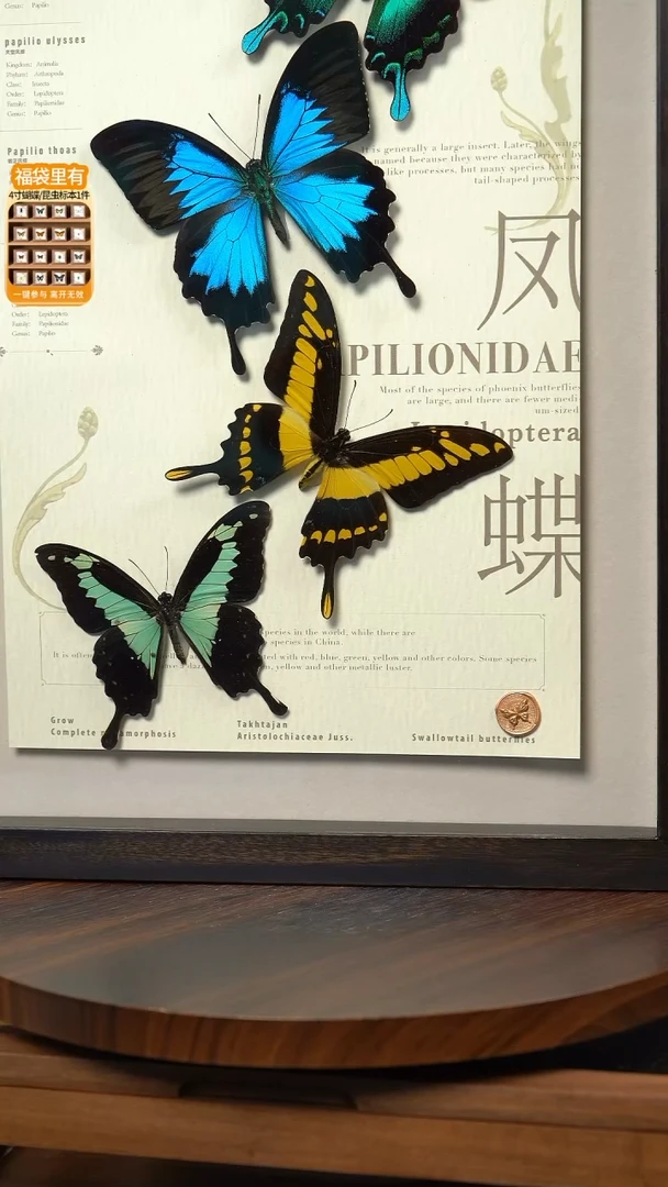 四凤蝶组合标本摆件