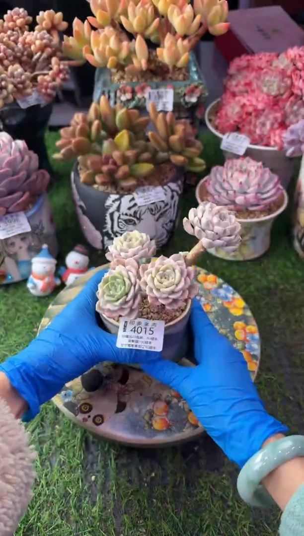 昆明印象多肉4015