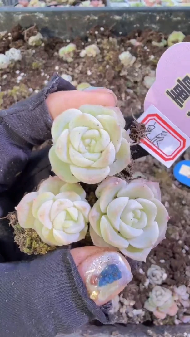 良辰 单双混 黑框3颗量拍混发 满9.9包邮