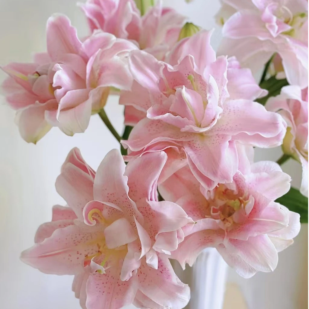 【重瓣】香水百合种球 基地自培春百合种球