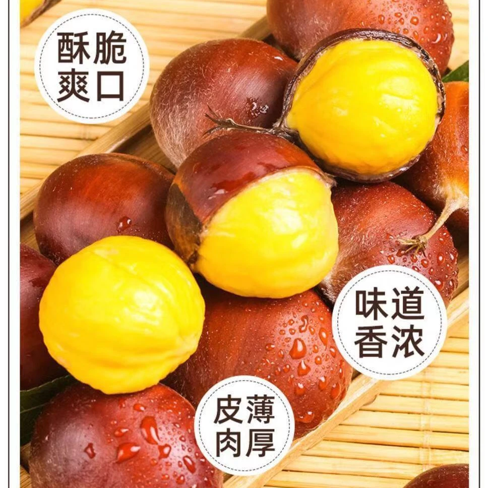 【顺丰包邮】云南高山新鲜现摘板栗饱满油栗农家即食嫩板栗