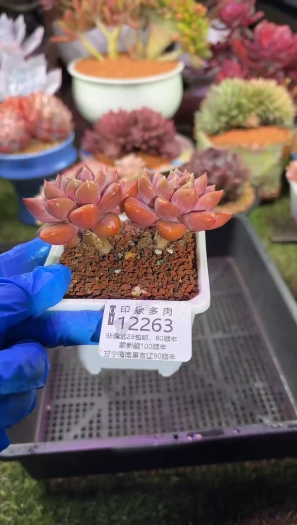 【闪购商品】12263