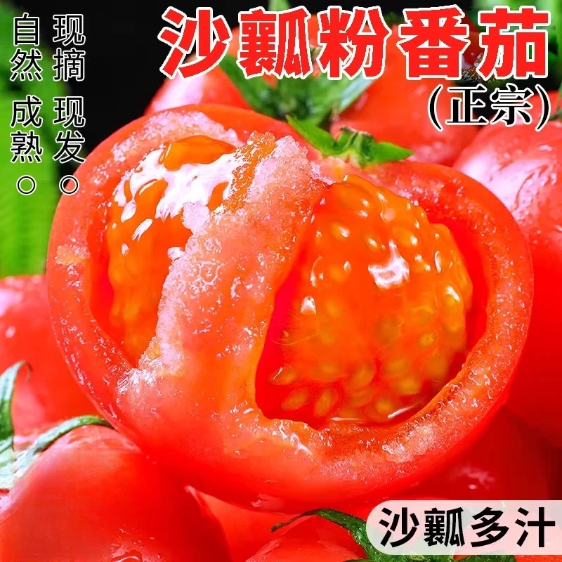 沙瓤西红柿新鲜番茄自然熟露天酸甜多汁老品种生吃攀枝花产地直发