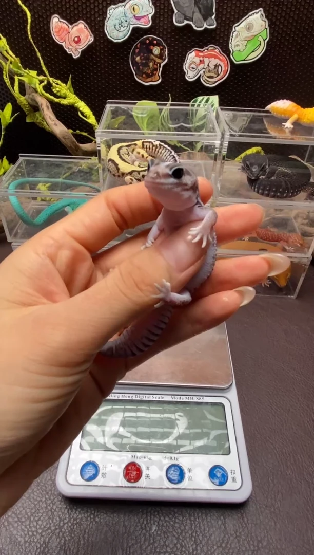 肥尾守宫鳞与尾 Scale Tail 爬宠of13