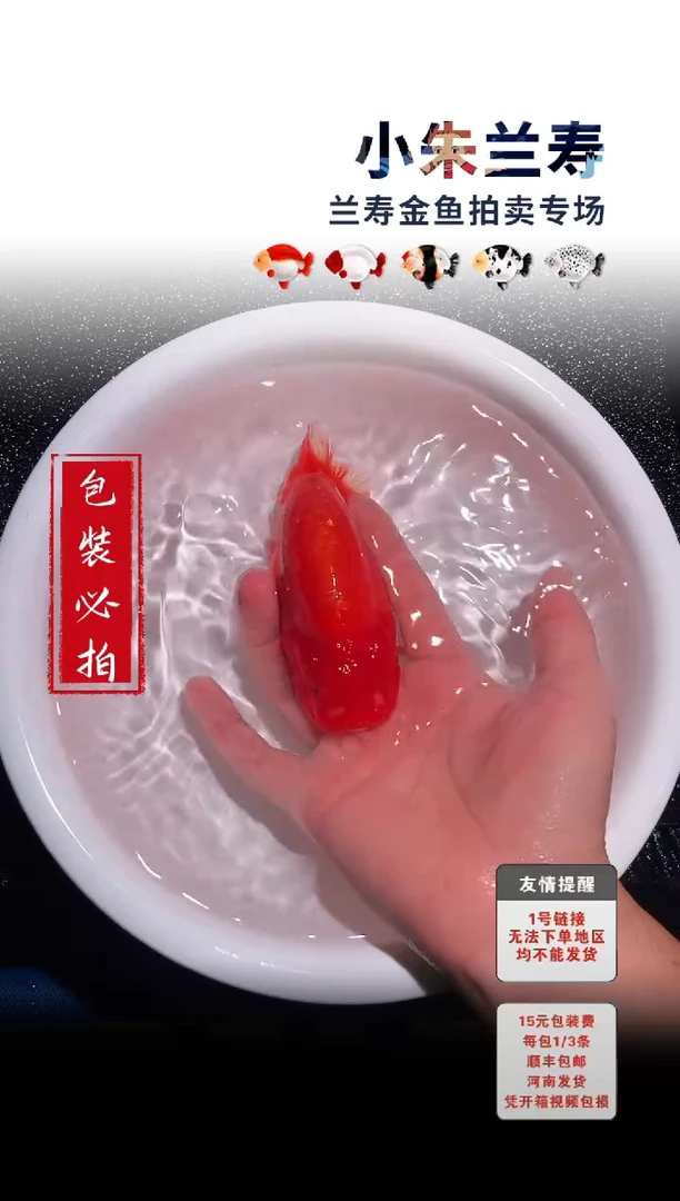 金鱼 包装必拍未拍顺丰到付47号