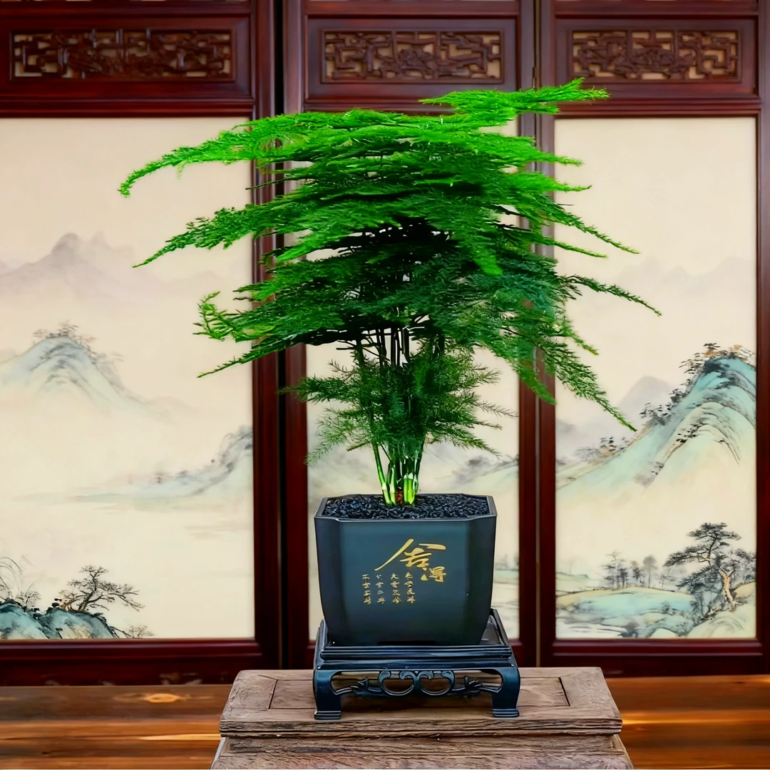 【福利】文竹盆栽室内绿植客厅办公室茶桌面花卉植物防辐射四季常青