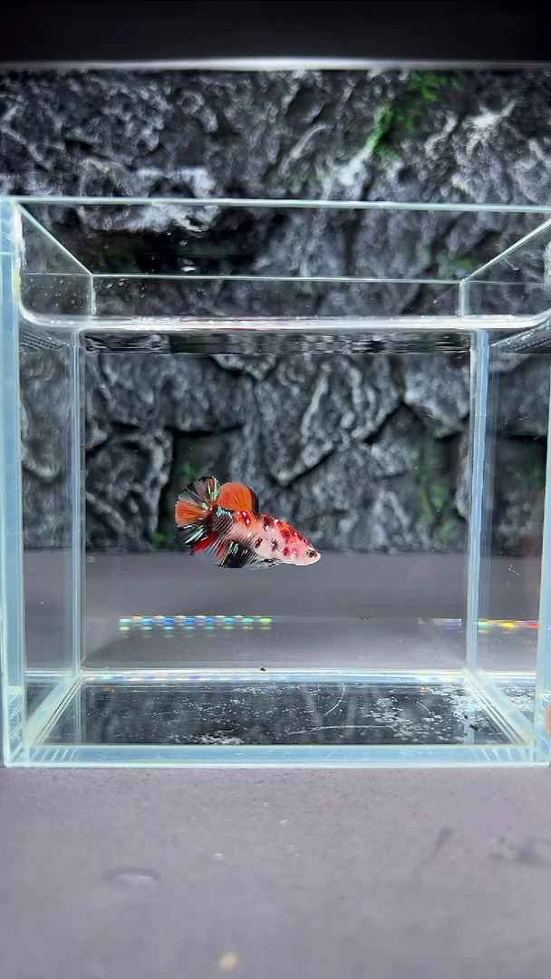 斗鱼竞拍链接A022