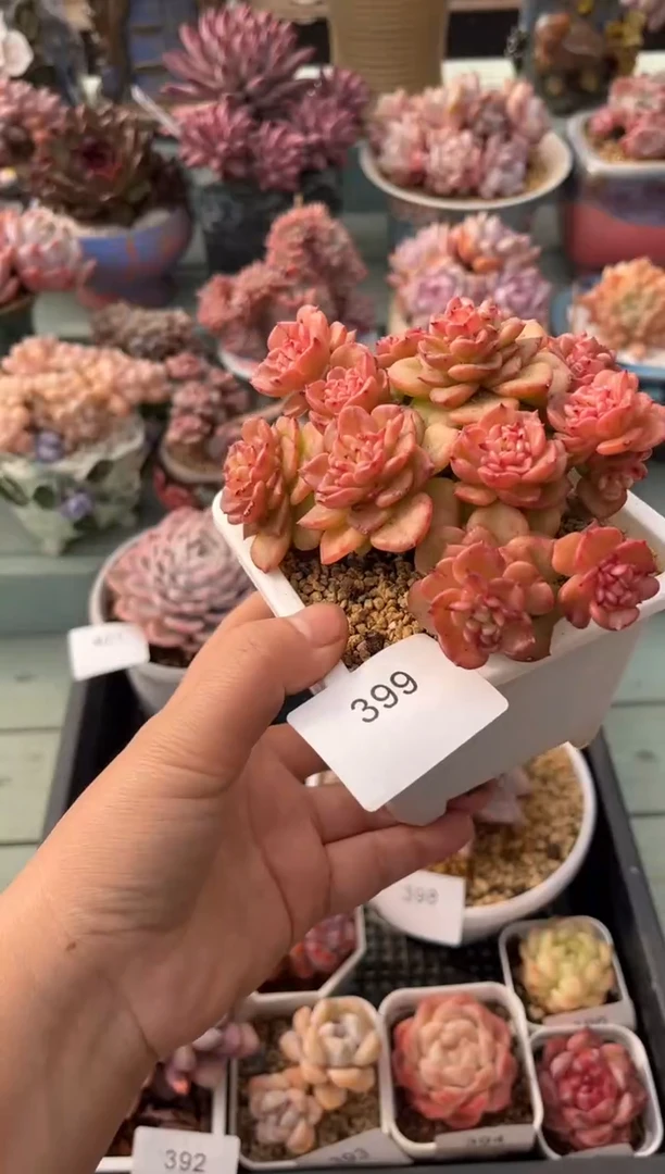 399群生蜡牡丹多肉