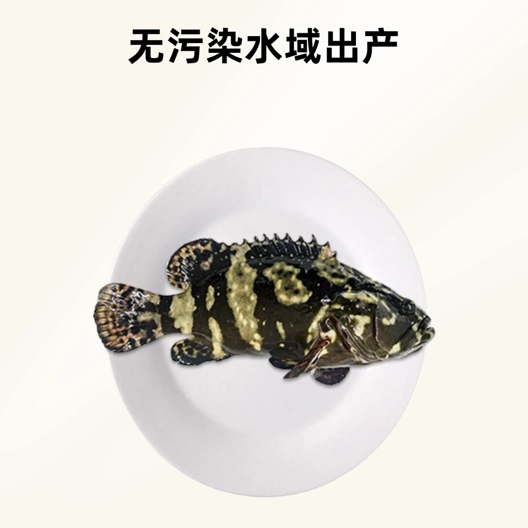 生猛珍珠斑 650g/条