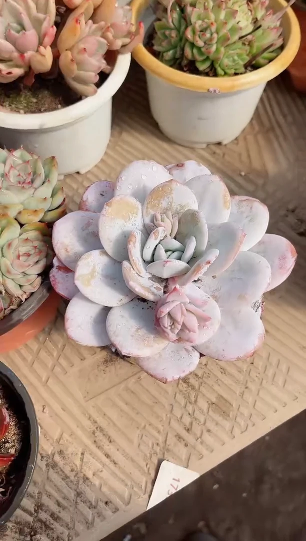 【闪购商品】02640