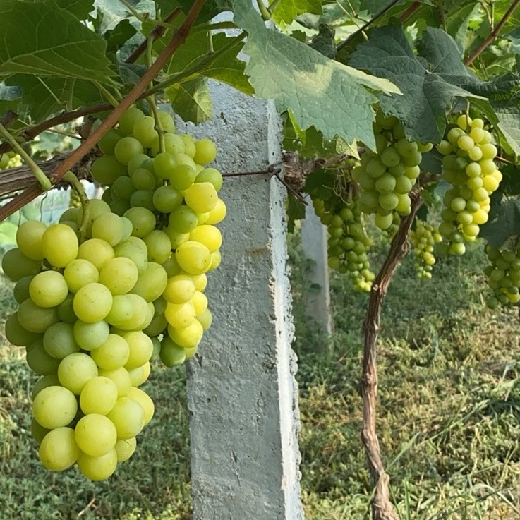 【顺丰包邮】老品种--阳光玫瑰葡萄