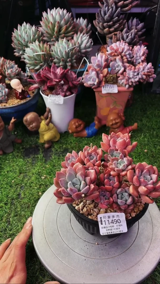 昆明印象多肉11490