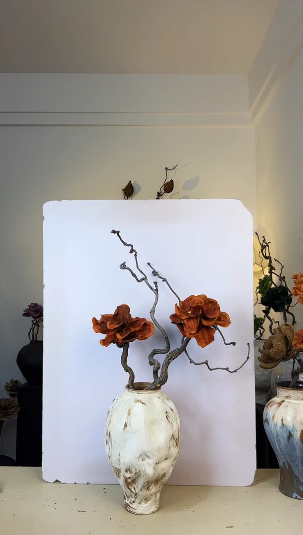 伊**草龙枣枝蓝花楹（特价不退不换）