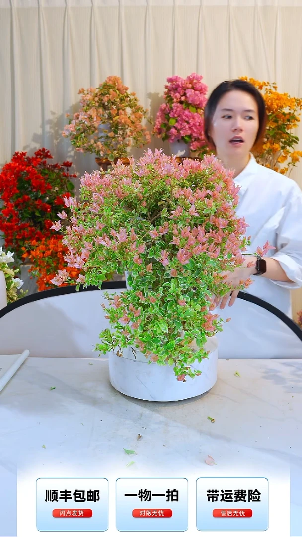 大部分开放少量花苞用****7少女心