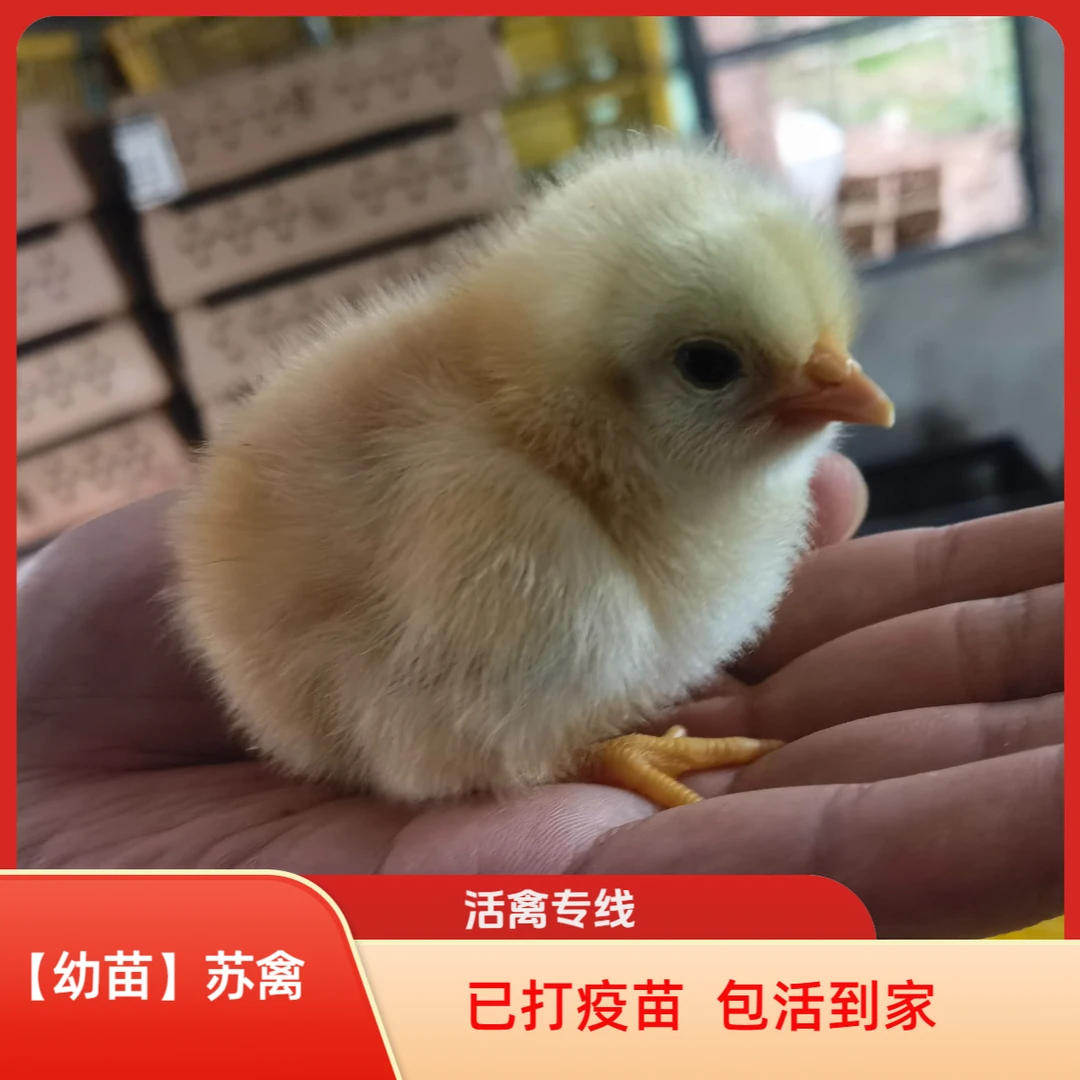 【宠物鸡】苏禽小鸡幼苗农村土鸡活泼小鸡仔送路损包邮