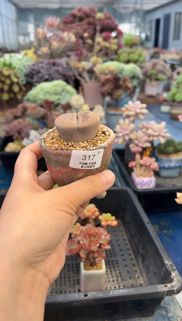 本*317        带盆