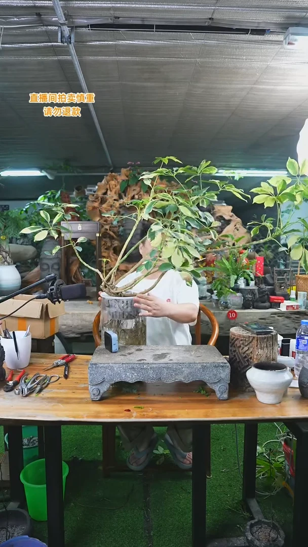 当前无花栽培后可以开花花叶鸭脚木019H+