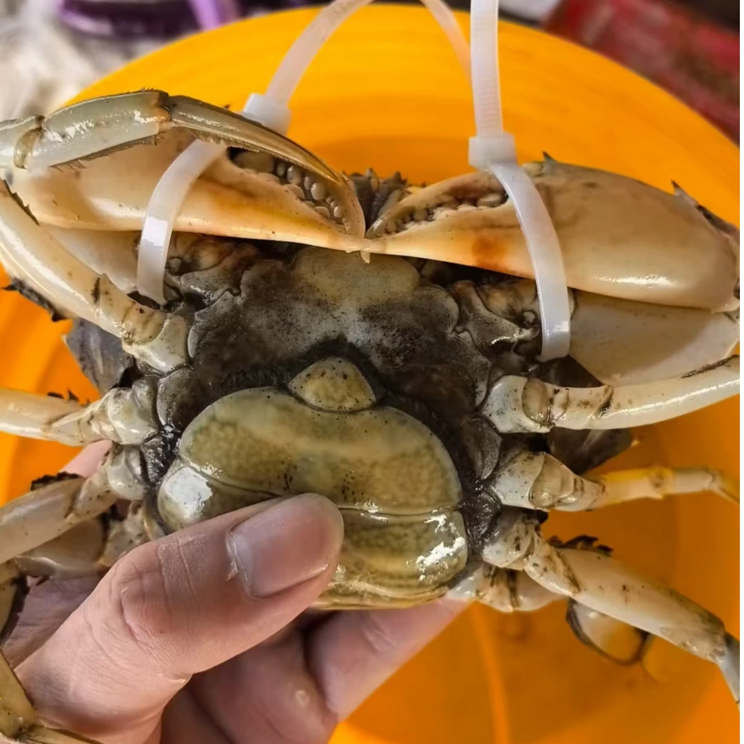 正宗三门青蟹红膏母蟹顺丰包邮鲜活