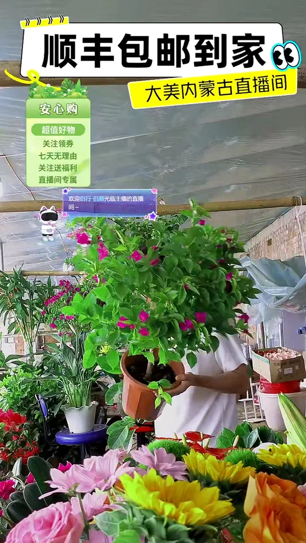 完全开放云南紫三角梅