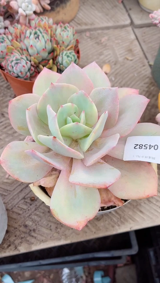 【闪购商品】04582