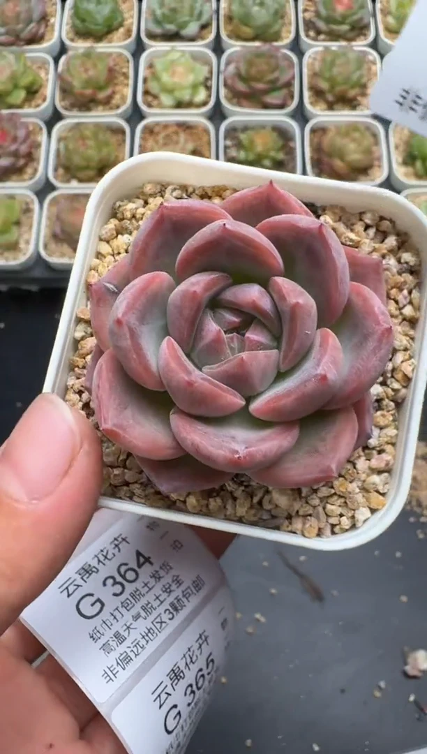363G云禹多肉植物 脱土纸巾打包 3颗包邮