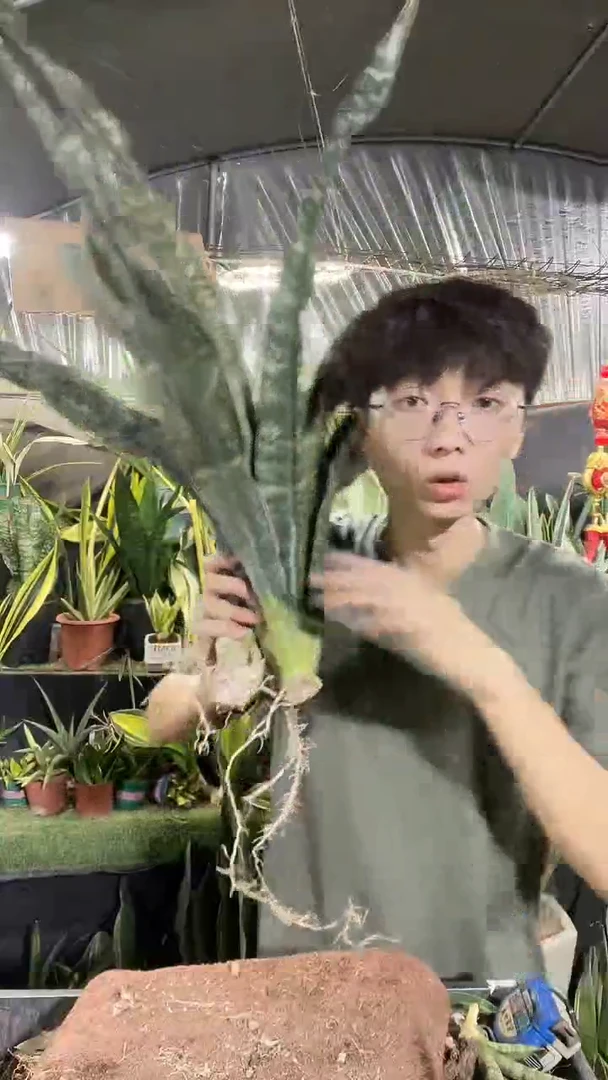 枯叶裸根59.8....