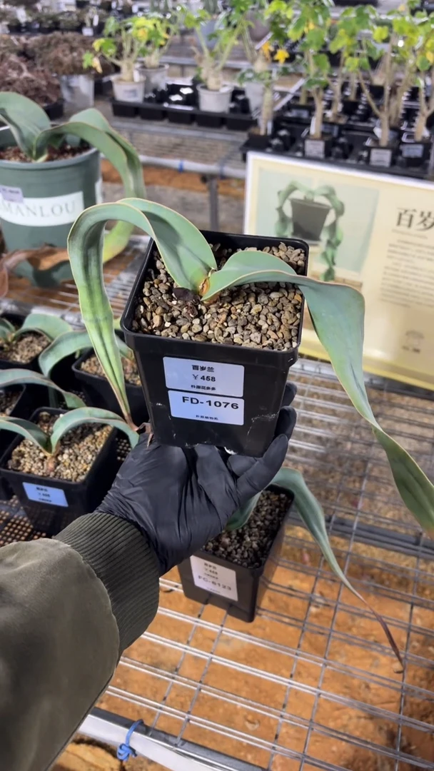 百岁兰FD-1076