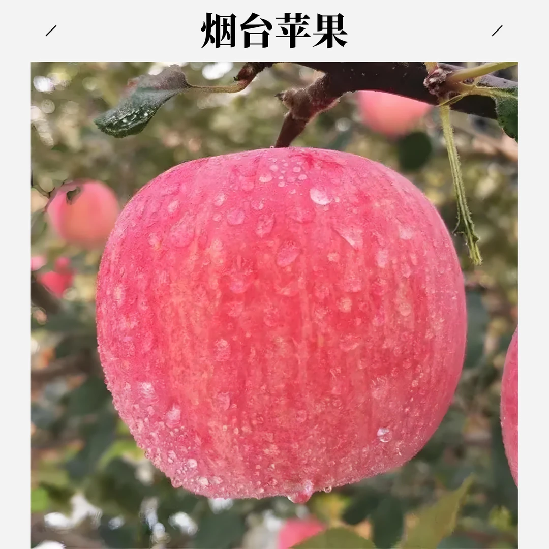 (条纹大果)现摘烟台红富士片红苹果脆甜多汁孕妇儿童放心吃