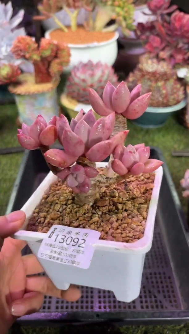 【闪购商品】13092