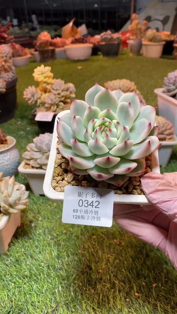 0342（满28包邮发货）