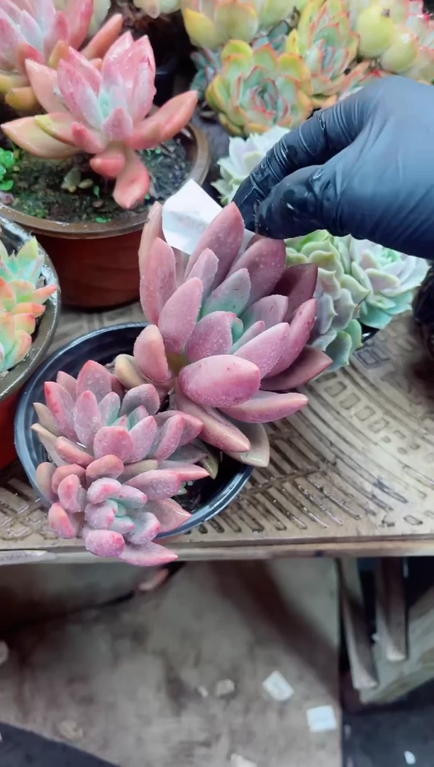 花*18003多肉植物一物一拍