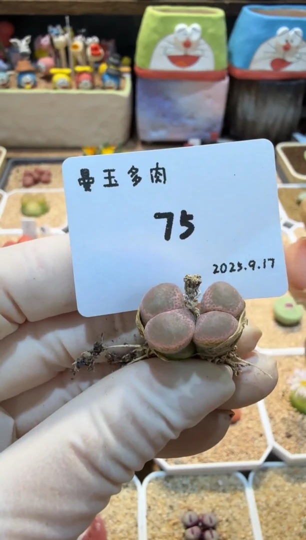 来****饭25.9.17-75叉烧饭