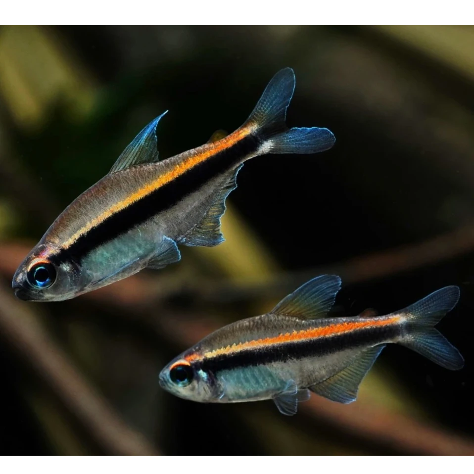 【豆丁植播】绯红巧克力灯鱼