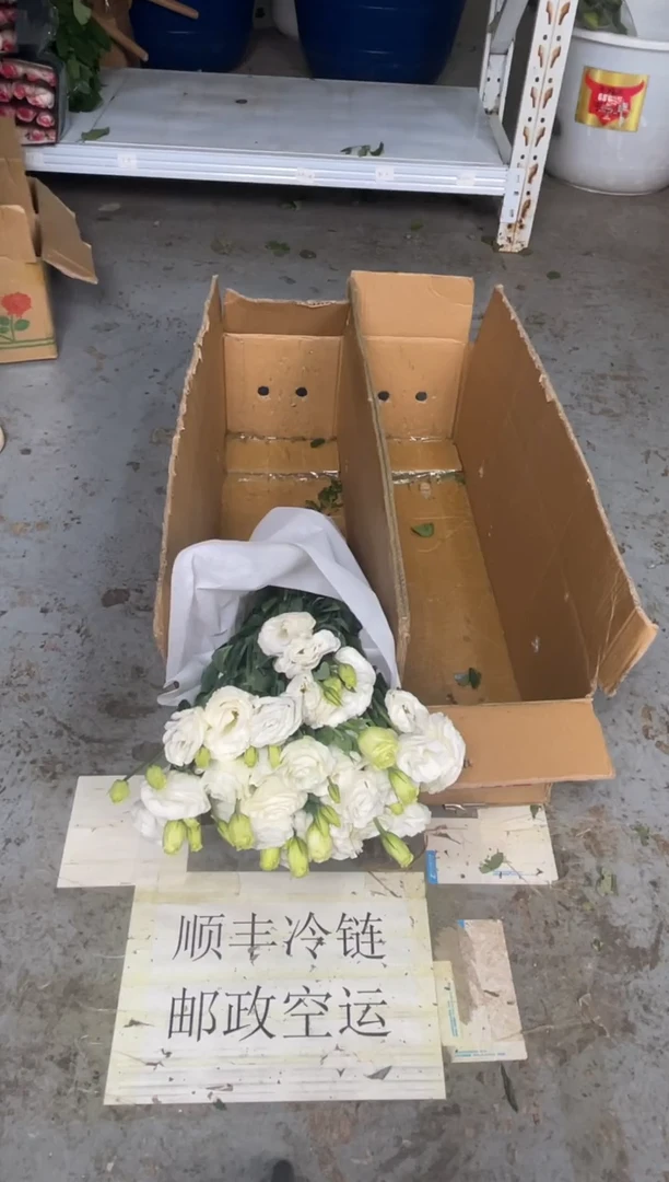 石****庆白桔梗800克