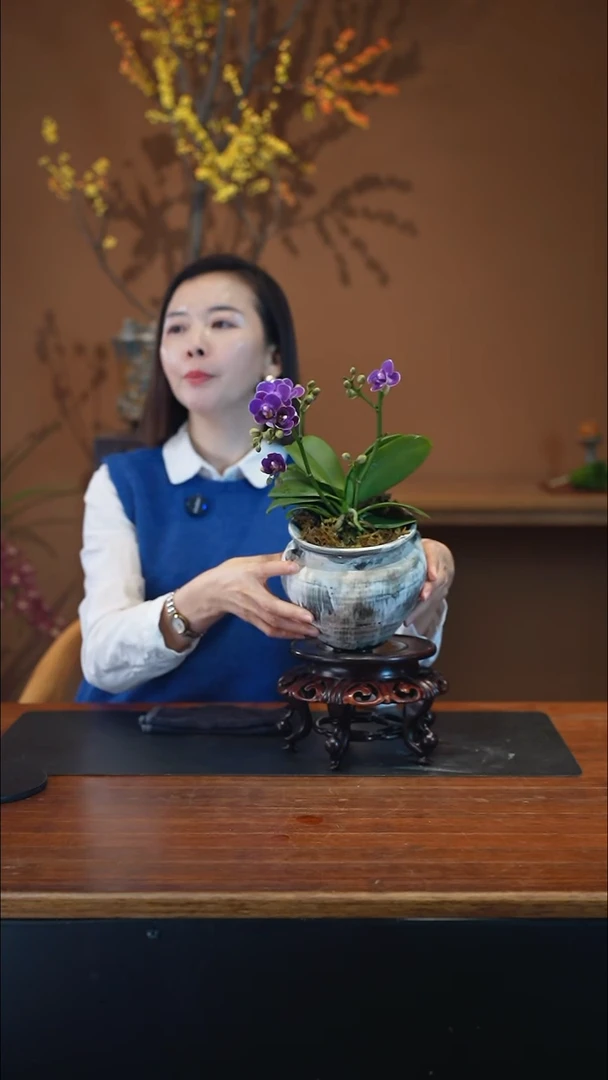 全部花朵蝴蝶兰盆景盆景盆景