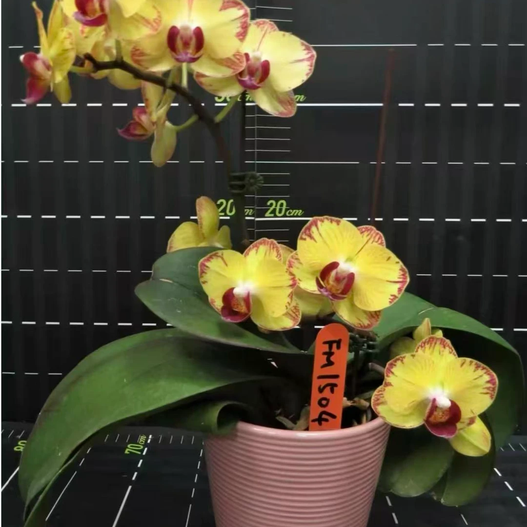 【芳美闪电】蝴蝶兰 老齐家基地直发蝴蝶兰盆栽