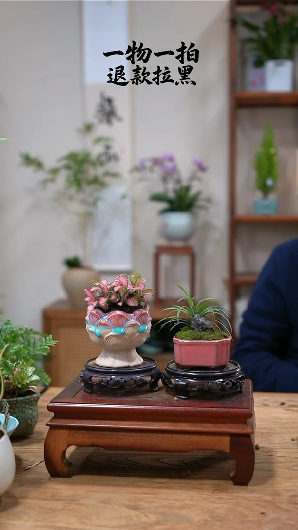 完全开放喵****2网纹草+玉龙草938