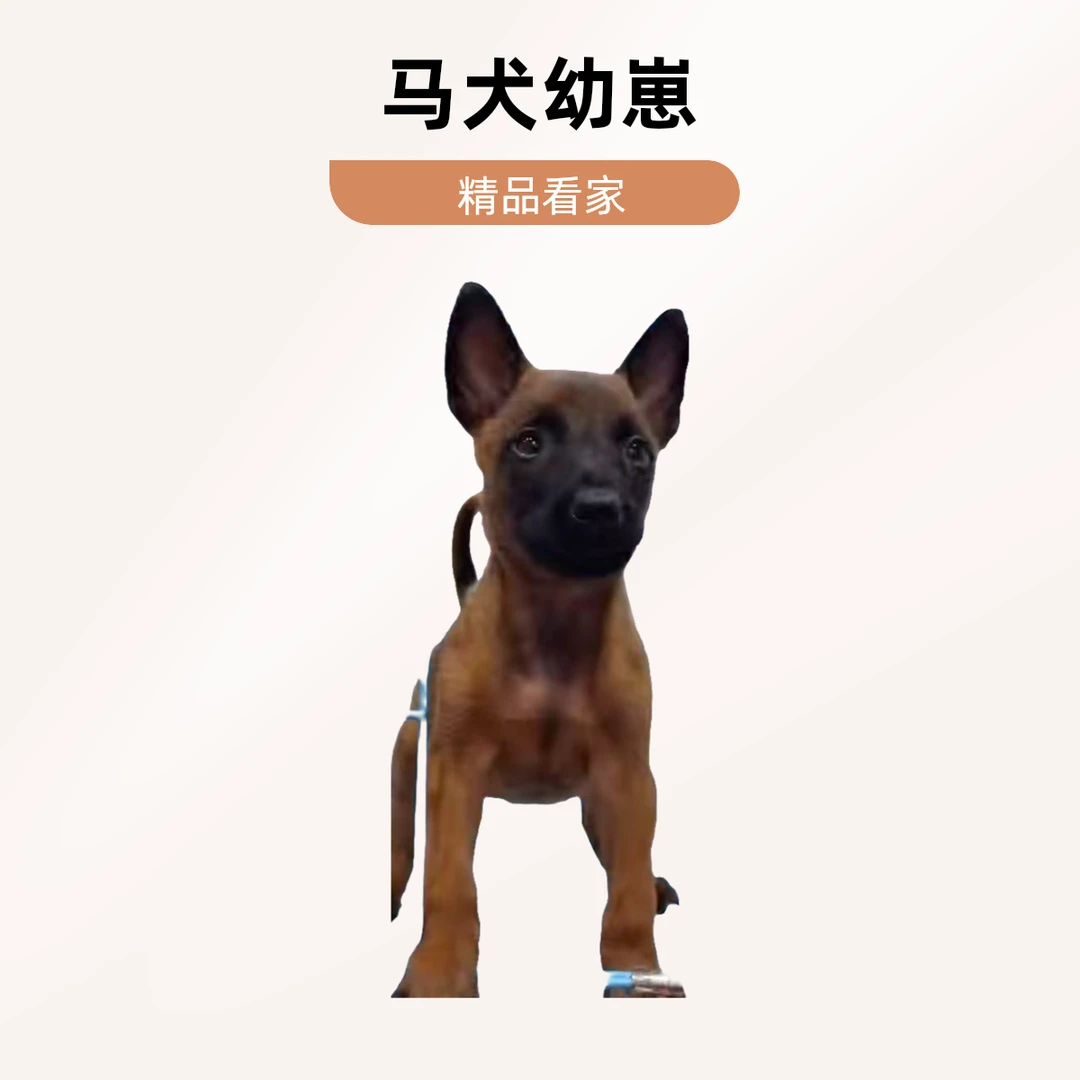 马犬精品宠物犬看家护院马犬幼崽（包邮）