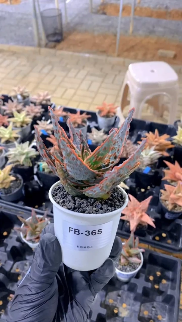 【闪购商品】焰灵FB-365