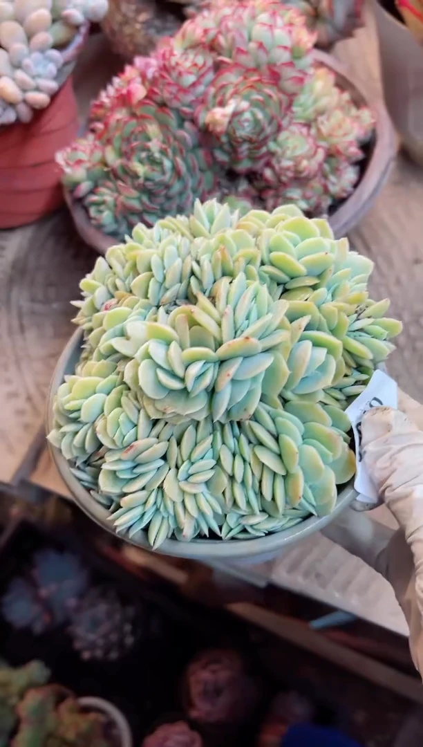 【闪购商品】07066