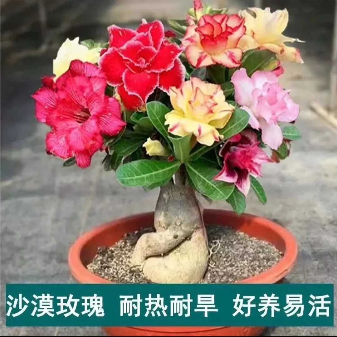 重瓣沙漠玫瑰老桩苗好养易活懒人植物耐高温