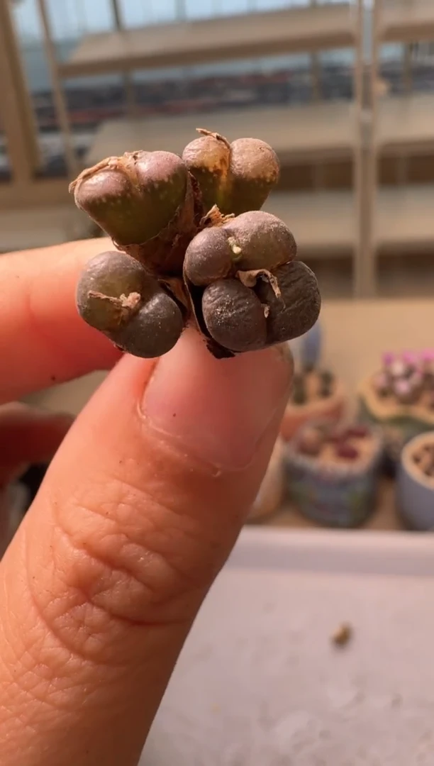 28-74多肉植物肉锥