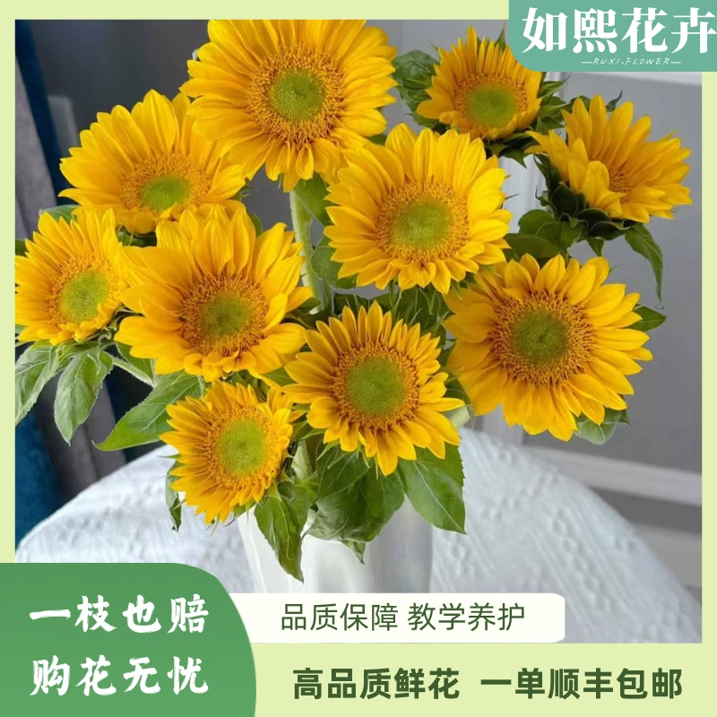 向日葵花材#绿心向日葵10支#家用鲜花#云南鲜花直发