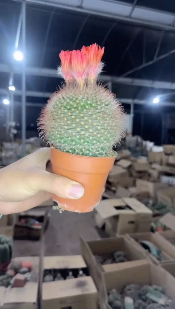 实生根 单头 绯秀玉