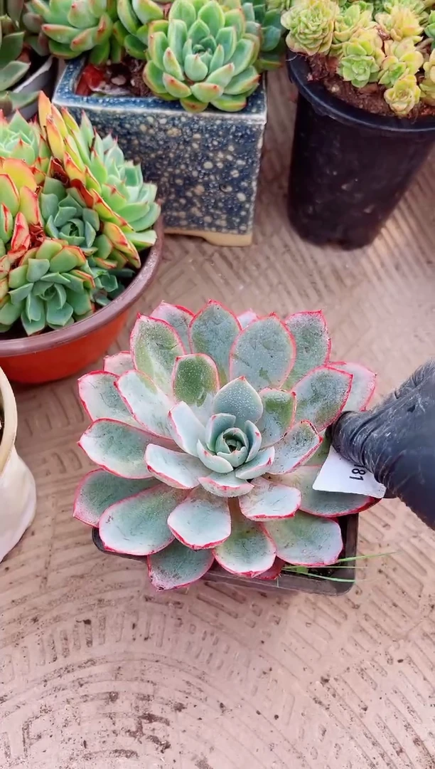 清*多肉植物一物一拍29181