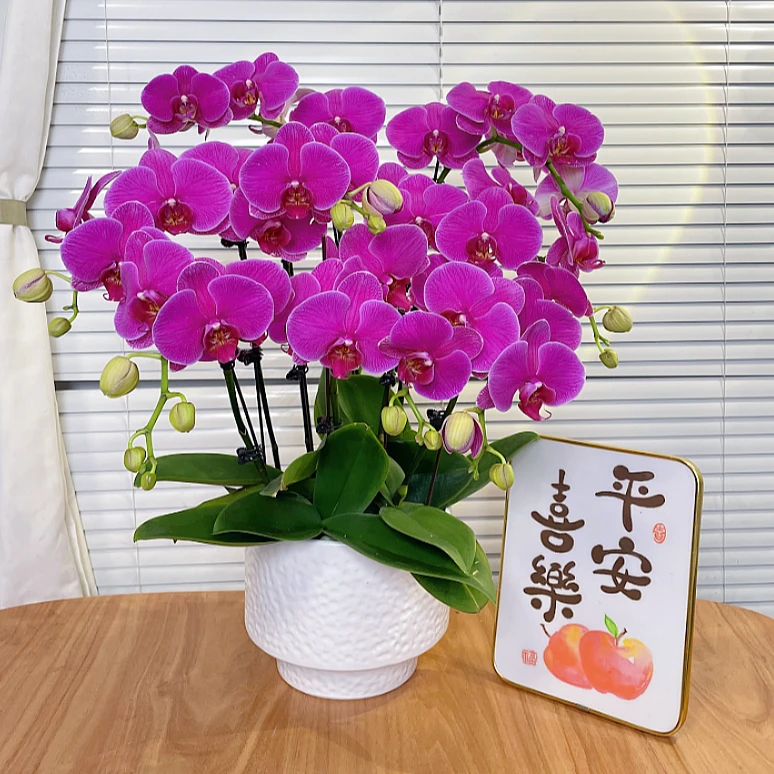 【恭喜发财-蝴蝶兰】高端鲜花 送礼 家居摆件 易养花期长 基地直发